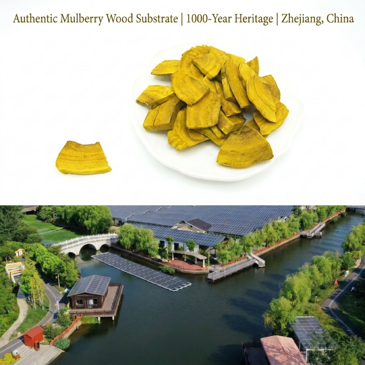 干桑黄片图 2