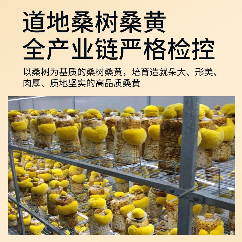 济世芳·极地桑黄冻干凝萃粉 尊享礼盒装 (30g)图 2